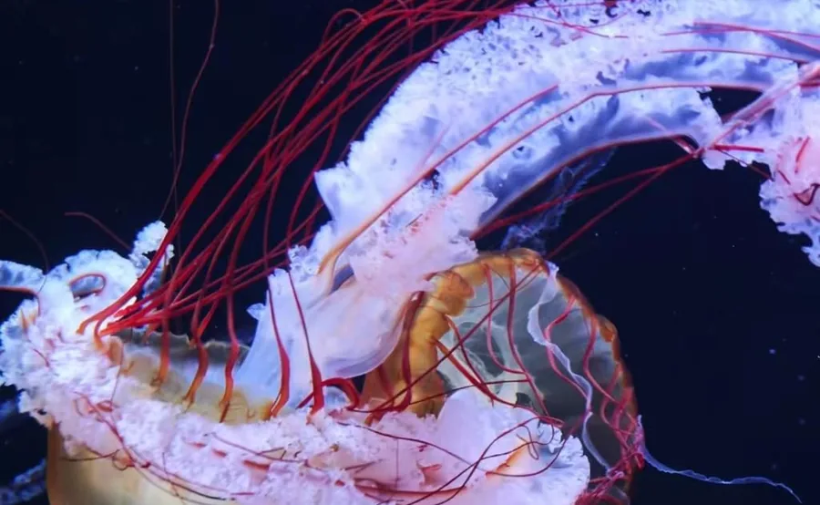 すみだ水族館の暗い水槽で光るクラゲ