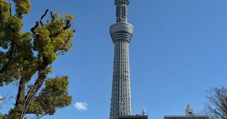 真っ青な空を背に、ふもとから見上げた東京スカイツリー。手前には木